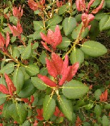 Hobbie Rhododendronpark Westerstede